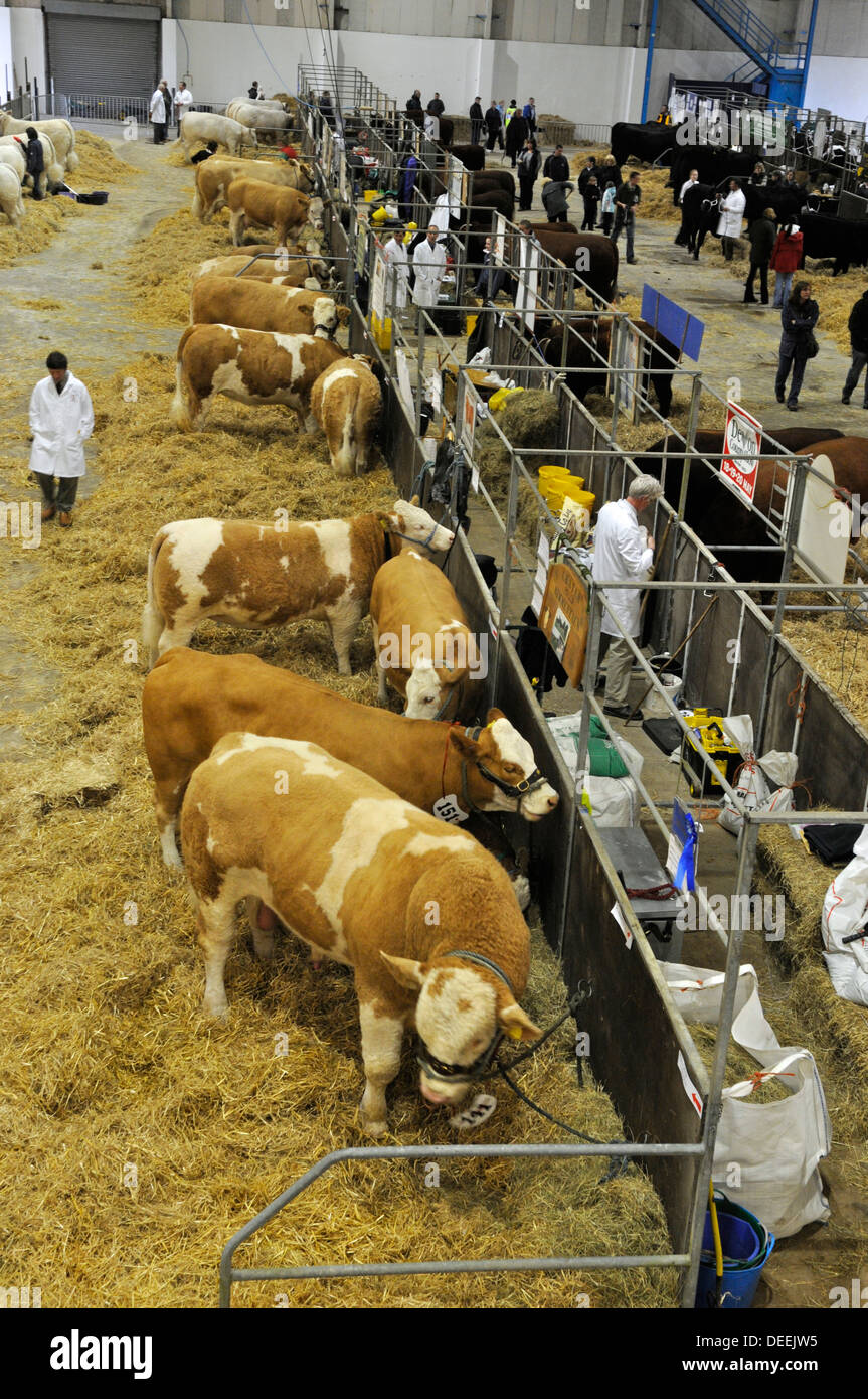 8+ Thousand Cattle Pen Royalty-Free Images, Stock Photos & Pictures