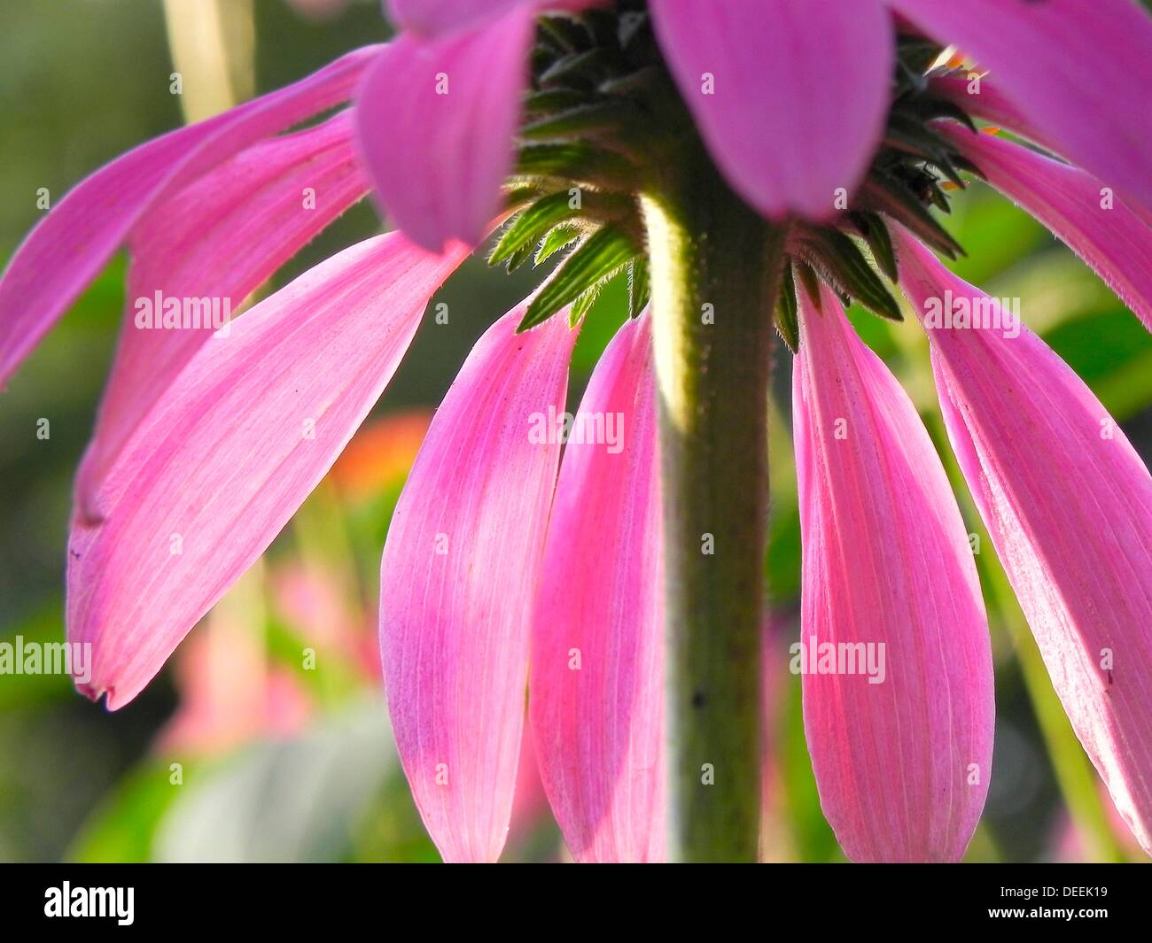 Echinacea purpurea petals Stock Photo Alamy