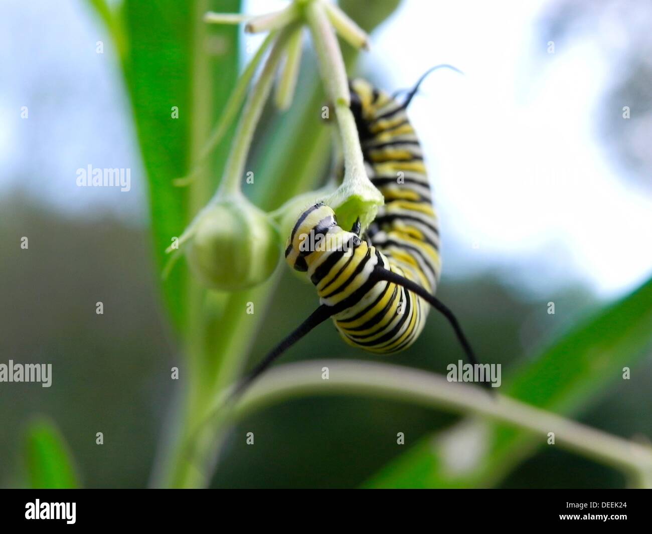 Caterpillar of the Monarch butterfly, Danaus plexippus, eating leaves and flower buds of the Swan Plant Milkweed, also called Stock Photo