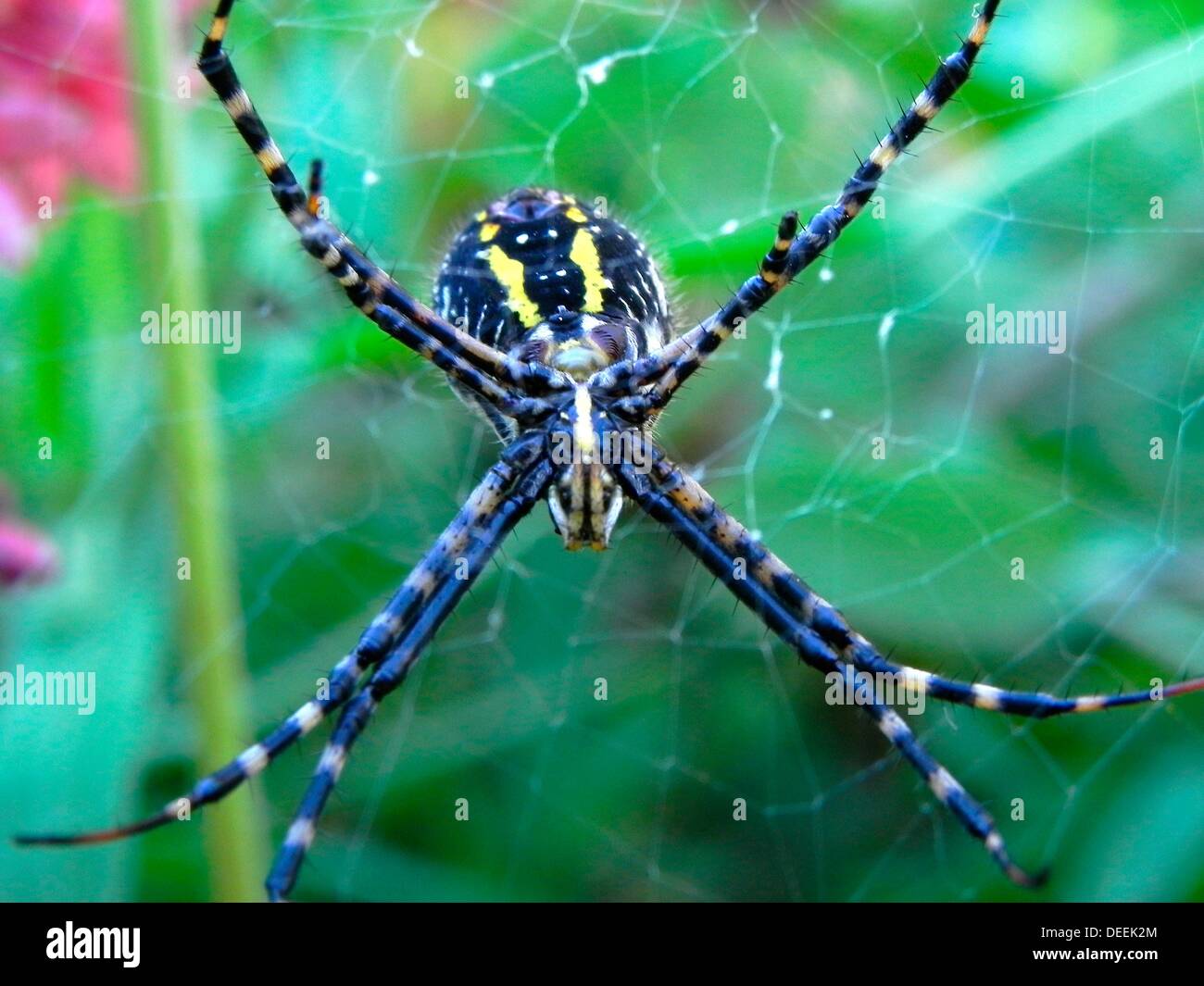 Black and yellow garden spider, Argiope aurantia in flower garden Stock