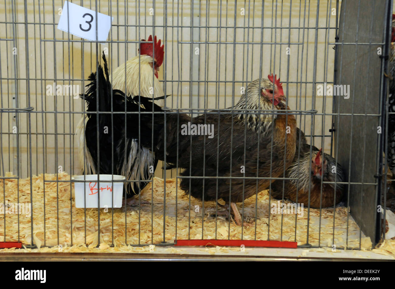 Hens at the Bath & West Show, Somerset, UK Stock Photo