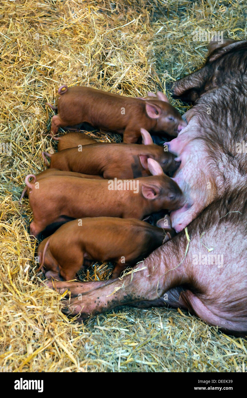 Piglets suckling at the Bath & West Show, Somerset, UK Stock Photo