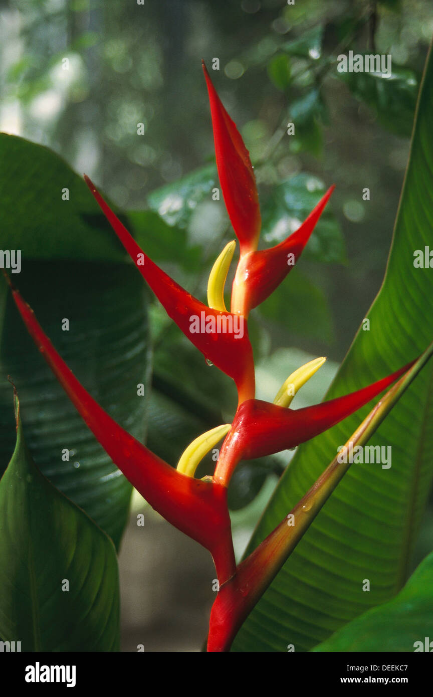 Heliconia latispatha. Costa Rica Stock Photo - Alamy