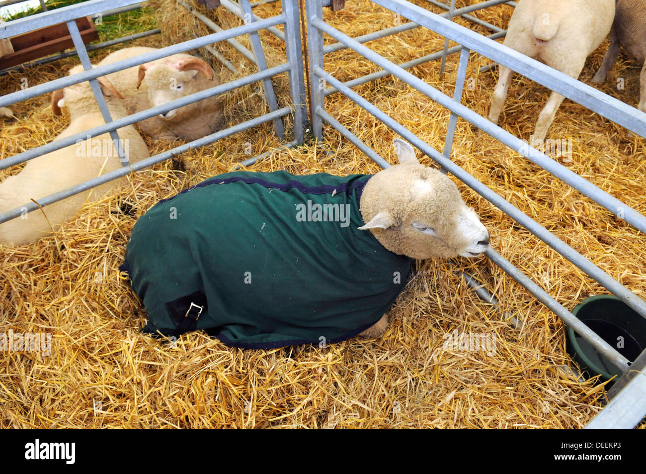 Sheep in their pens at the Bath & West Show, Somerset, UK Stock Photo