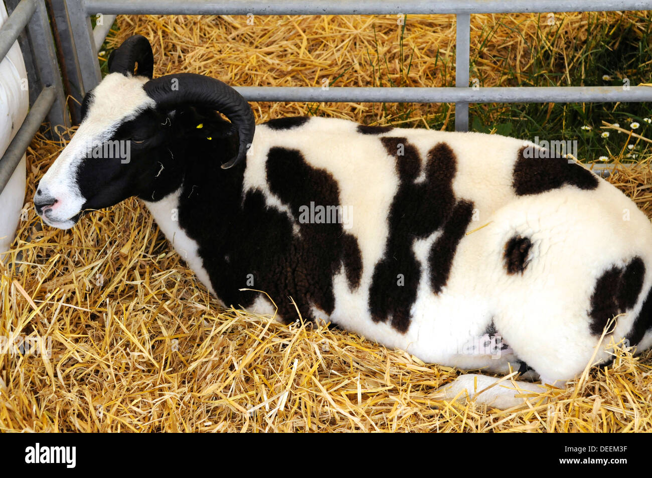 Rare breed Jacob sheep in pen at the Bath & West Show, Somerset, UK Stock Photo