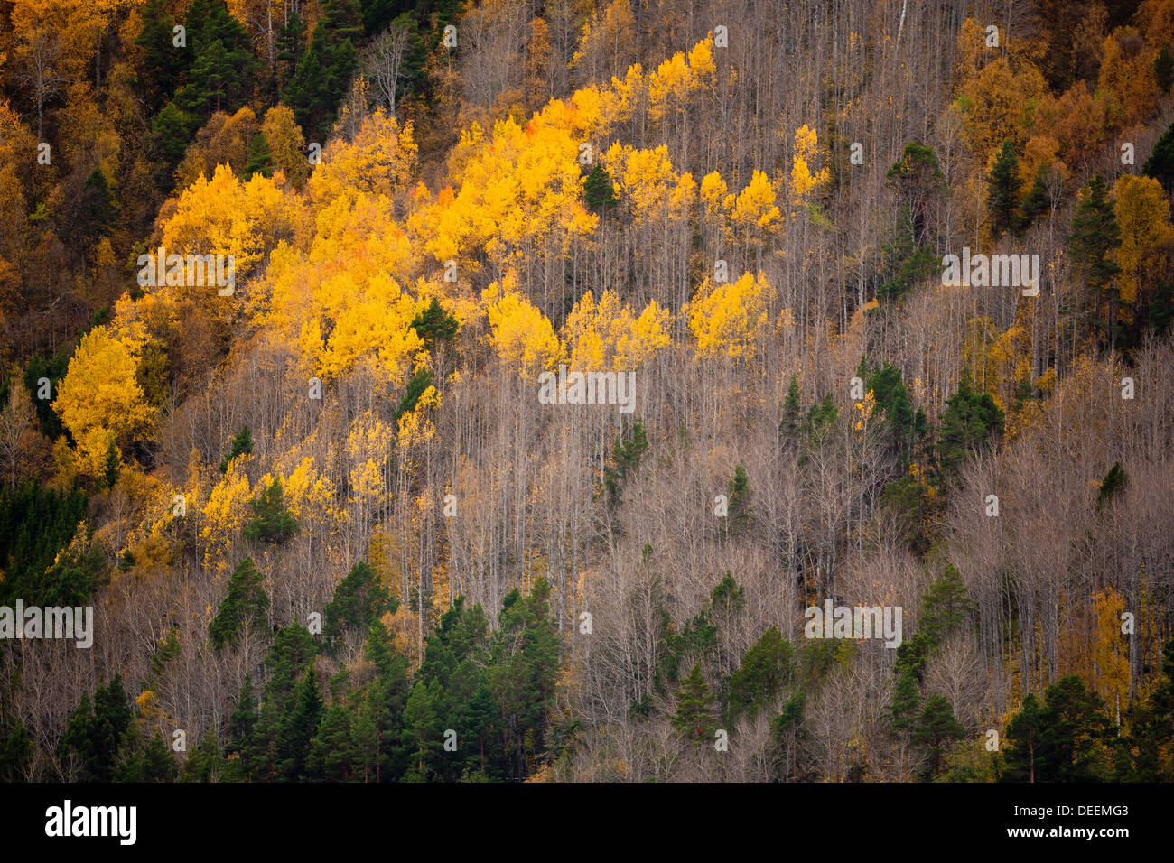 Fall colors in the hillsides at Lieslia, near Dombås in Dovre kommune, Norway. Stock Photo