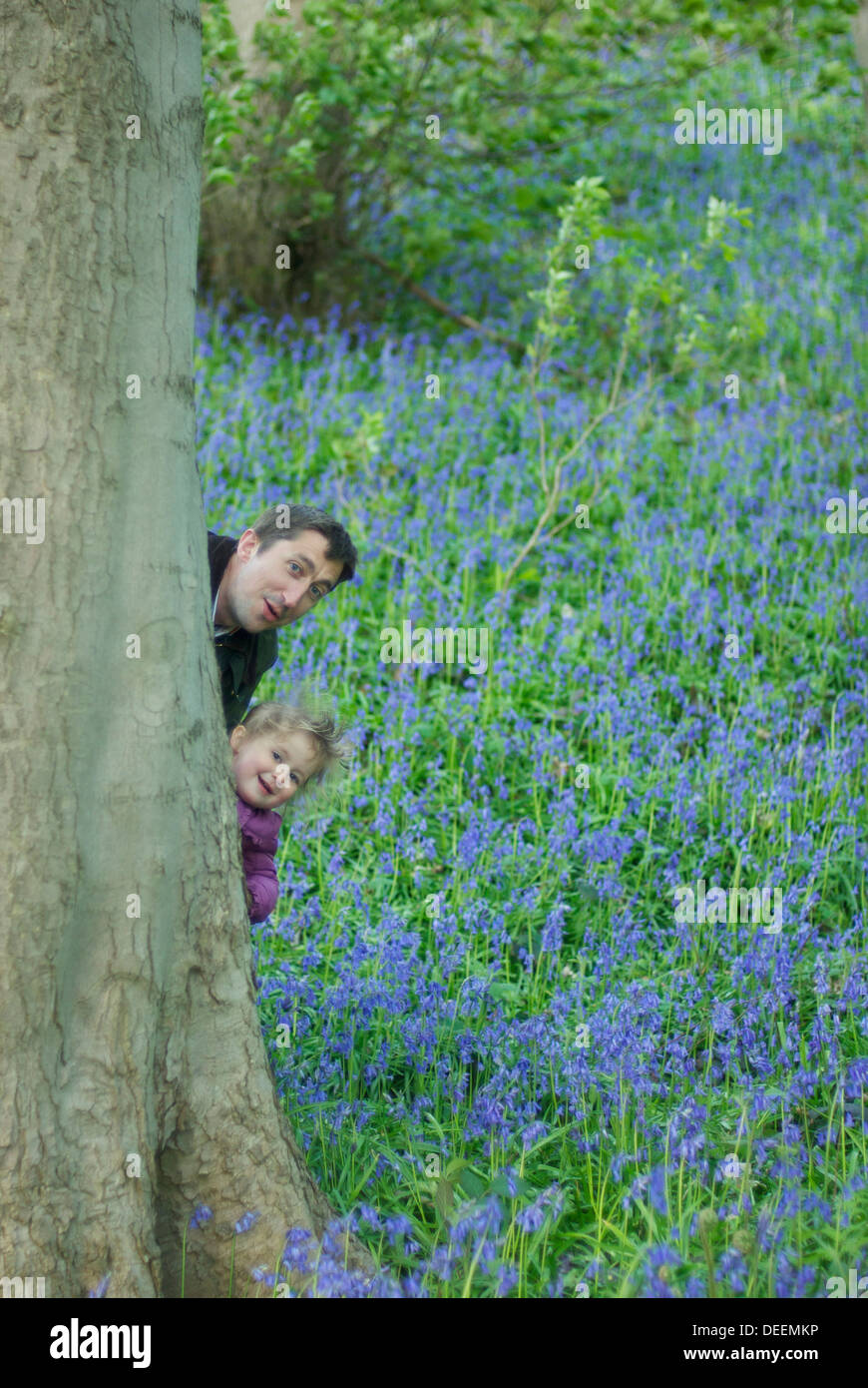 Child and adult playing hide and seek behind tree in a forest full of blue flowers Stock Photo