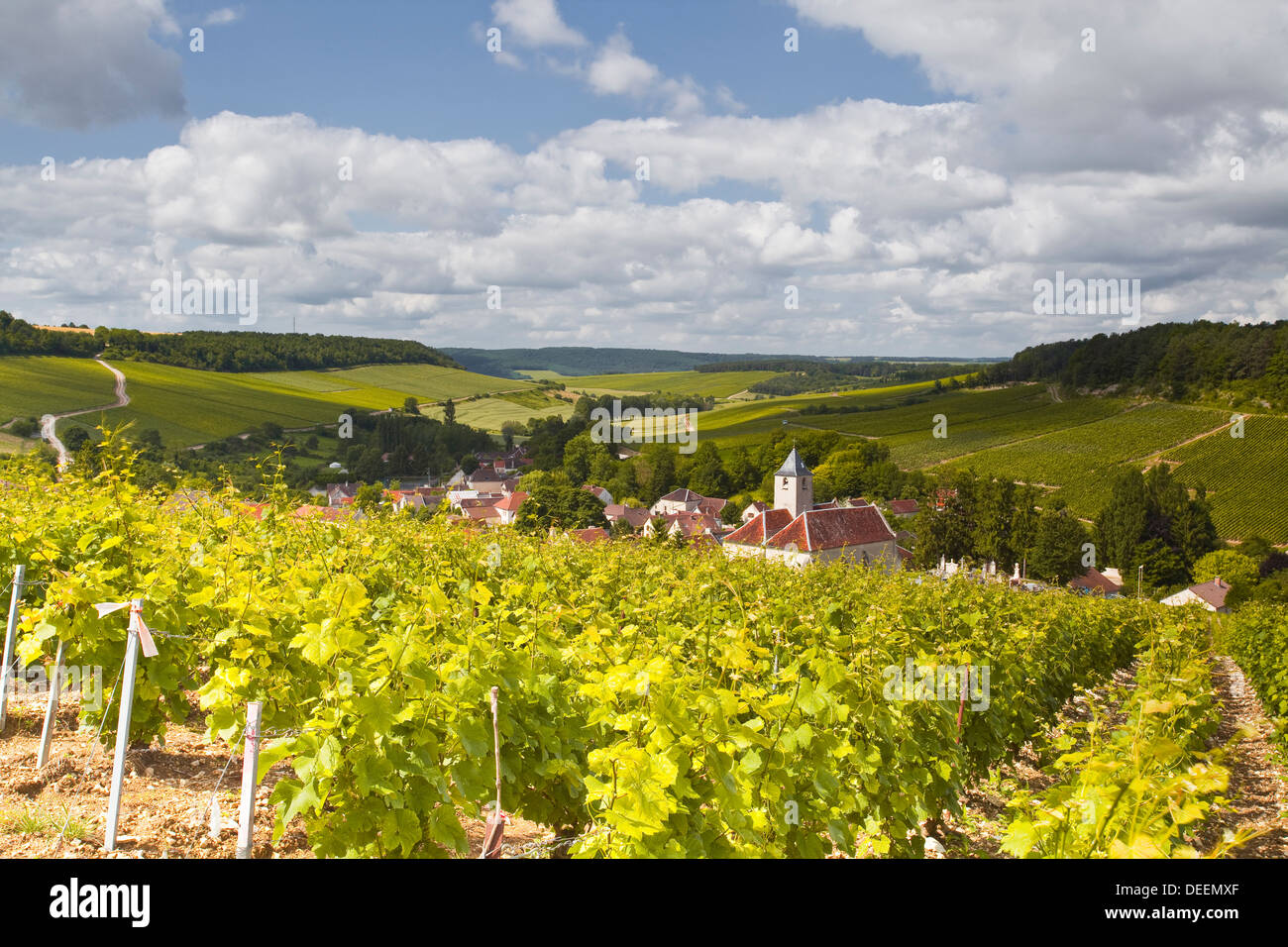 Champagne vineyards above the village of Viviers sur Artaut, Cote des Bar area of Aube department, Champagne-Ardennes, France Stock Photo