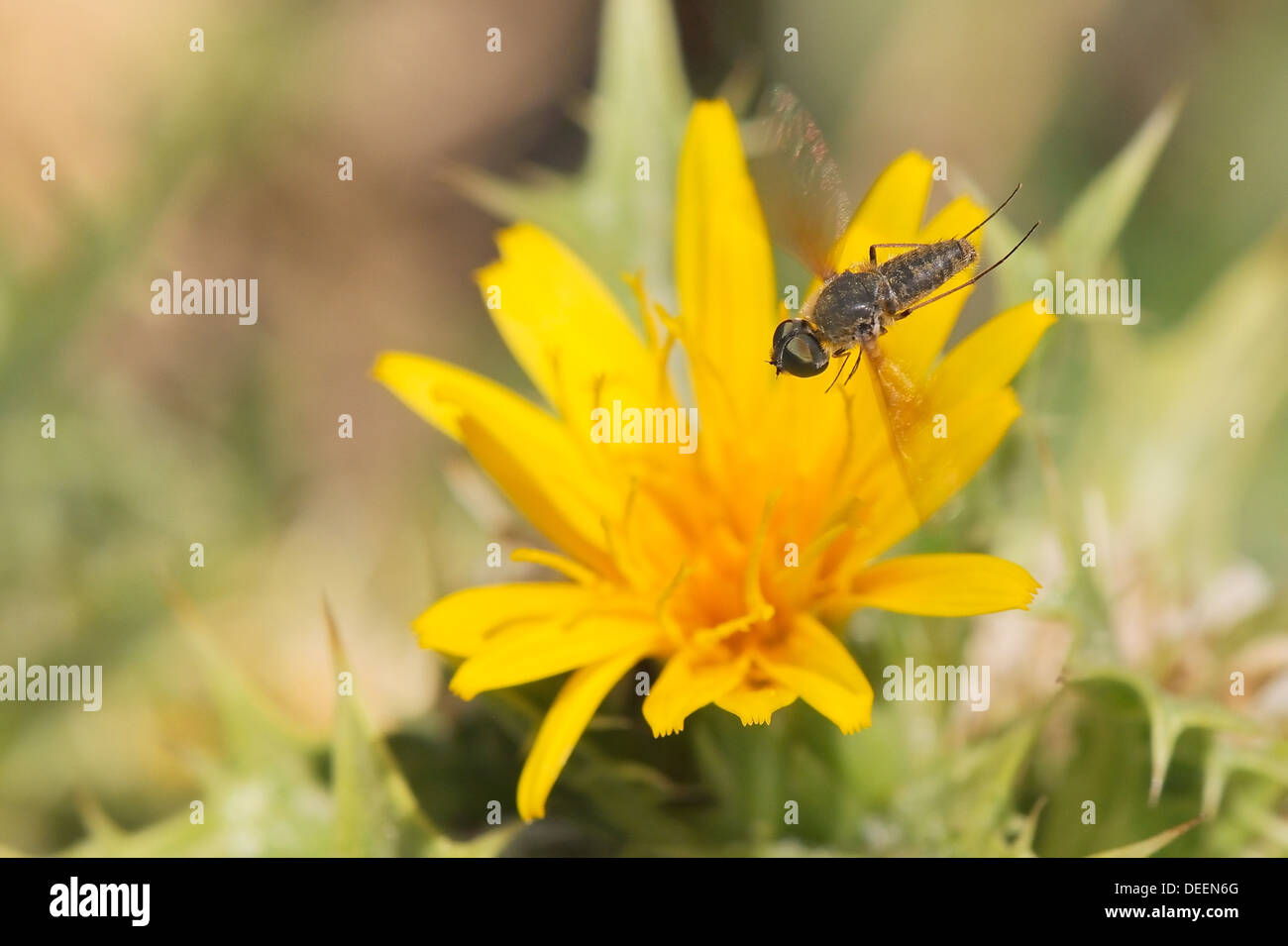 Bee fly (Petrorossia or Cononedys sp.) hovering above yellow flower growing by the coast, Karlovasi, Samos, Greece, Europe Stock Photo