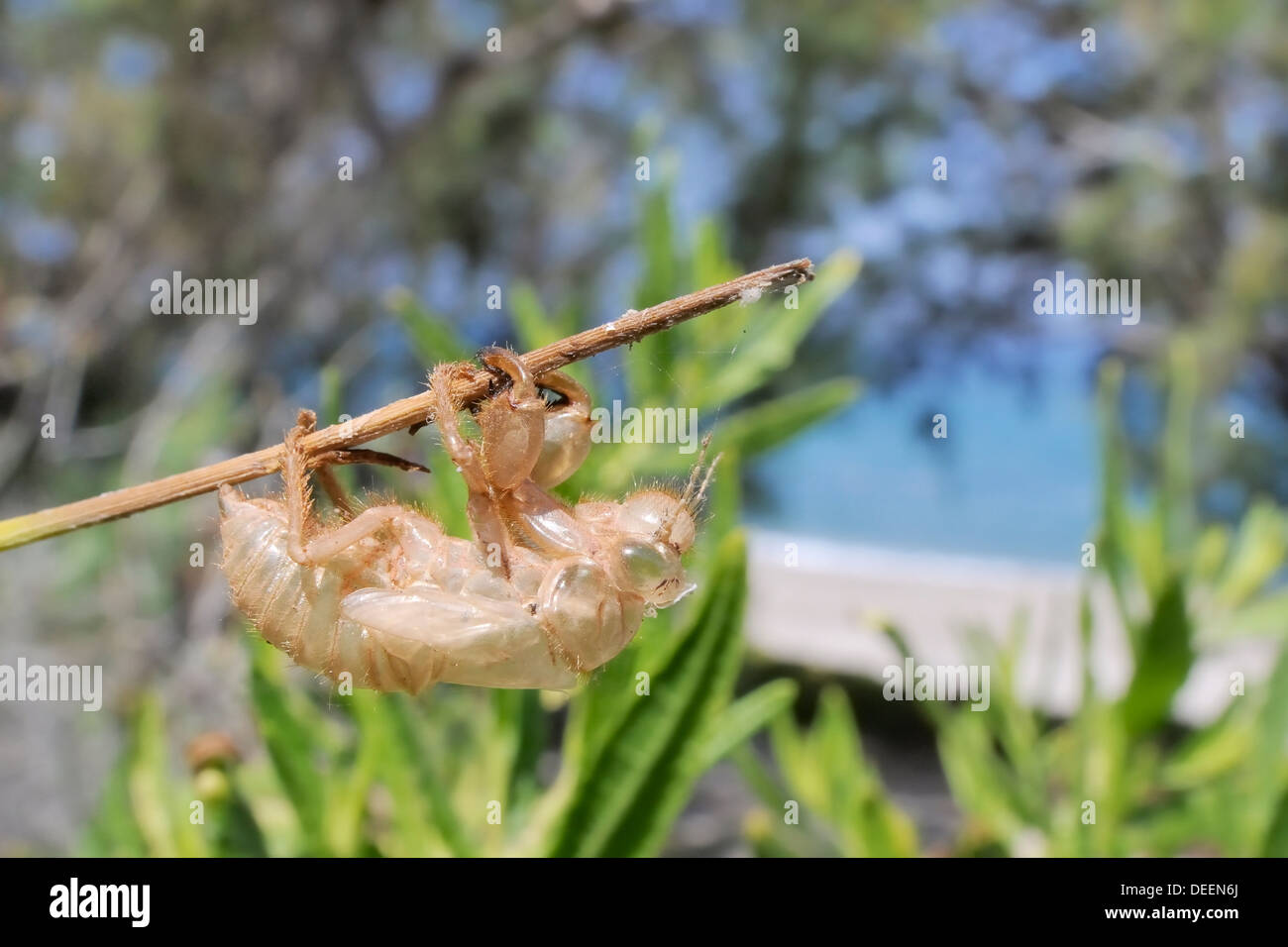 Cicada (Cicada mordoganensis) nymphal exuvium on tree trunk, Potami beach, Samos, Greece, Europe Stock Photo