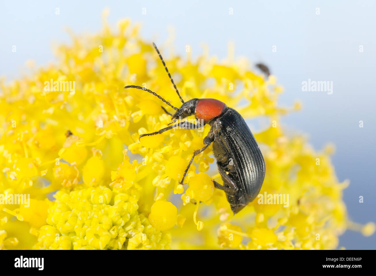 Comb-clawed beetle (Heliotaurus ruficollis) feeding on giant fennel flowers (Ferula communis), Lagos, Algarve, Portugal, Europe Stock Photo
