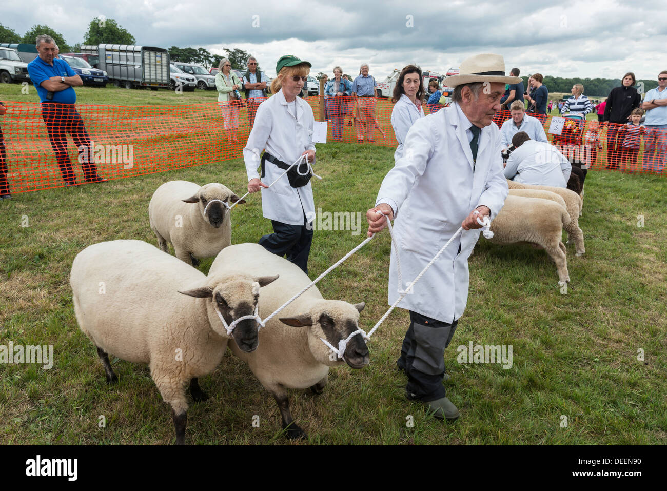Sheep being walked around judging ring by handlers at agricultural show UK Stock Photo