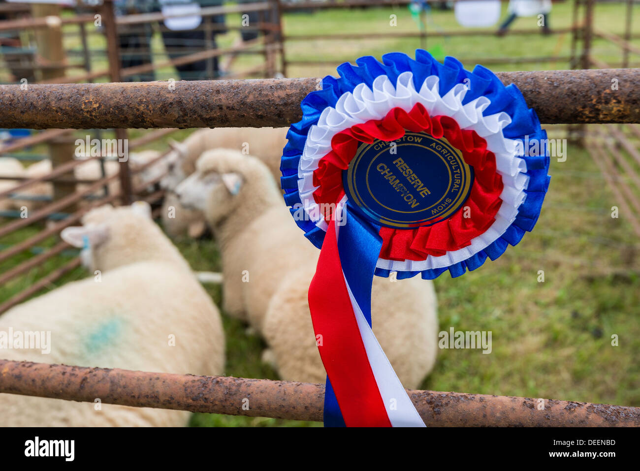Sheep in pen with Champion Rosette at agricultural show in Chepstow wales UK Stock Photo