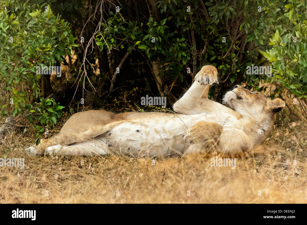 African lioness Stock Photo