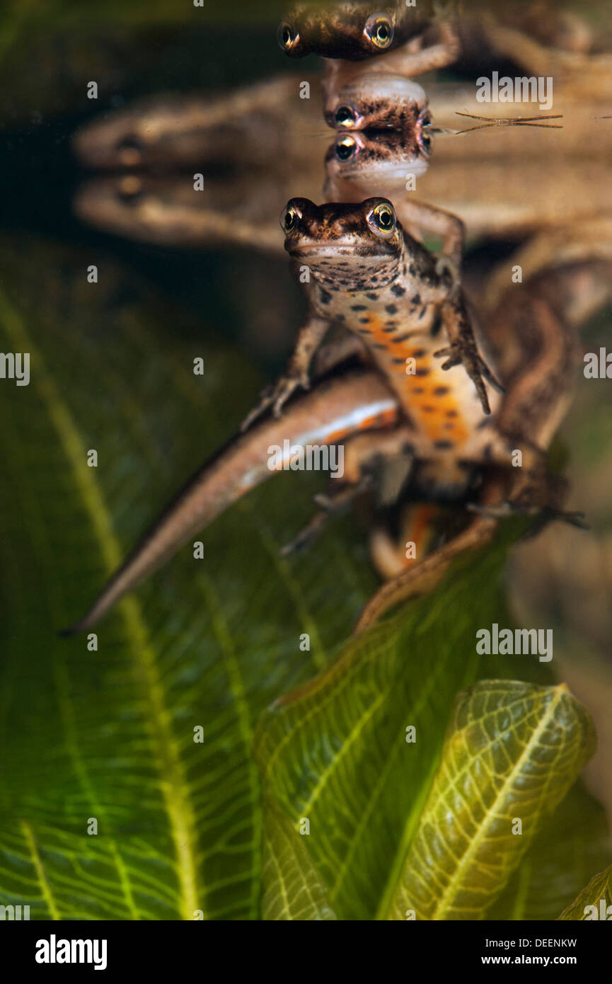 Newt Mating Uk Hi res Stock Photography And Images Alamy