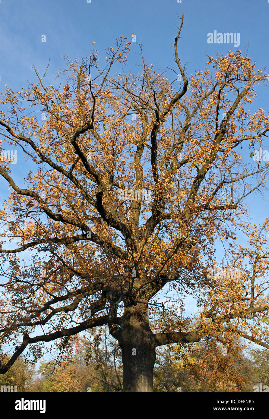 big oak tree at fall Stock Photo Alamy