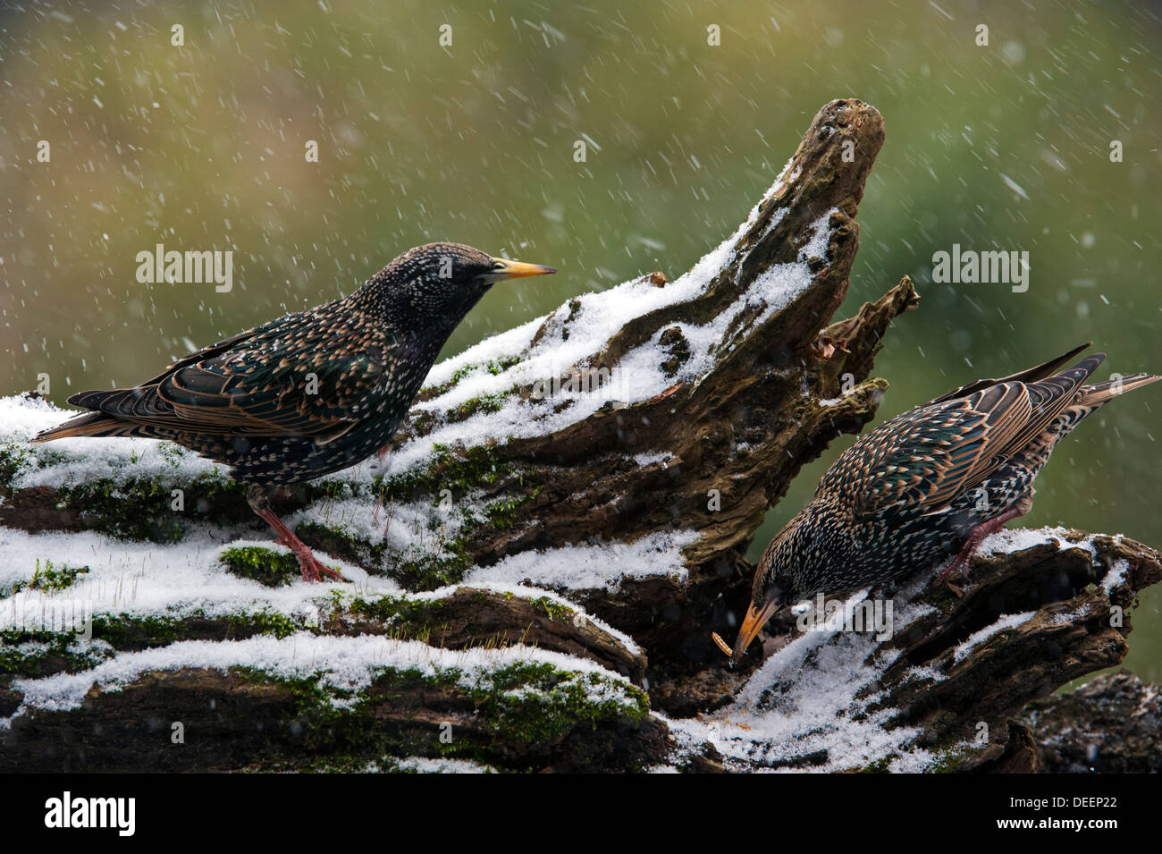 Two Common Starlings / European starling (Sturnus vulgaris) foraging on tree stump in the snow in winter Stock Photo