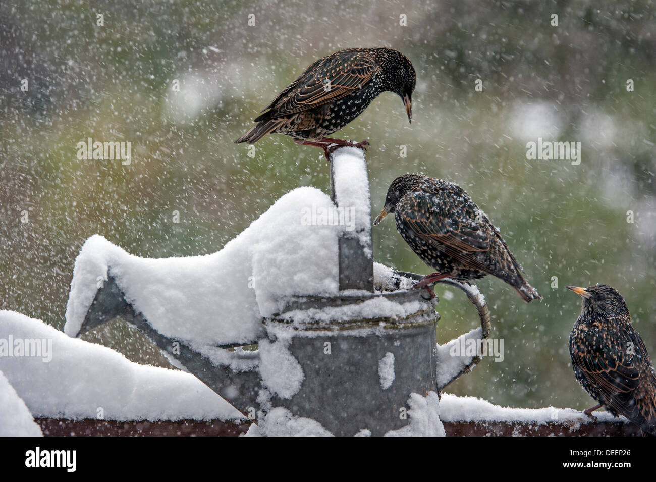 Common Starlings / European Starling (Sturnus vulgaris) perched on metal watering can in garden during snow shower in winter Stock Photo