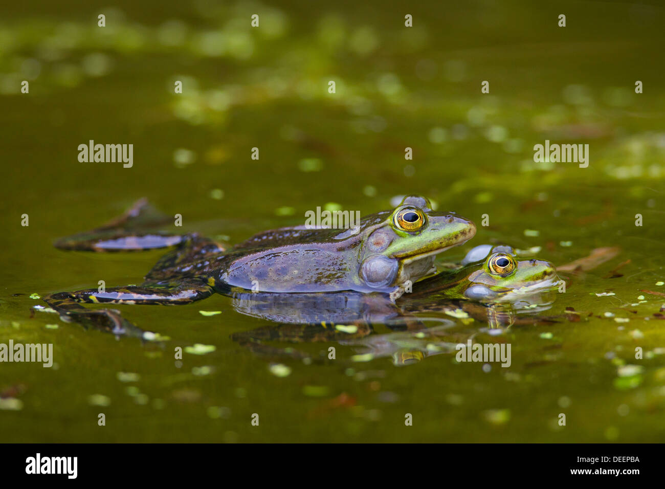 Water holding frogs hi-res stock photography and images - Alamy