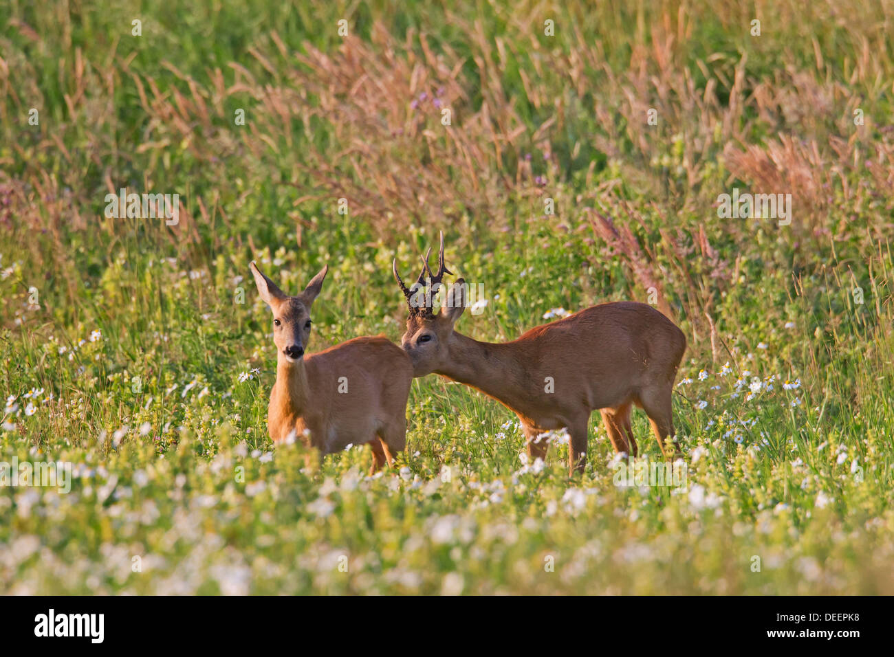Roe deer (Capreolus capreolus) buck sniffing doe in heat during courtship before mating in meadow during the rut in summer Stock Photo