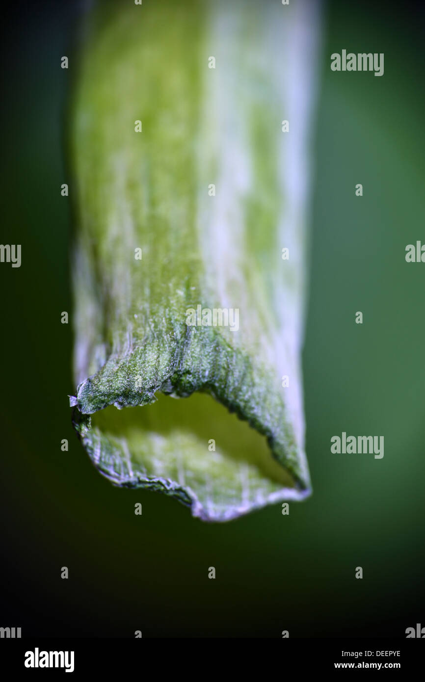 Onion stalk hi-res stock photography and images - Alamy