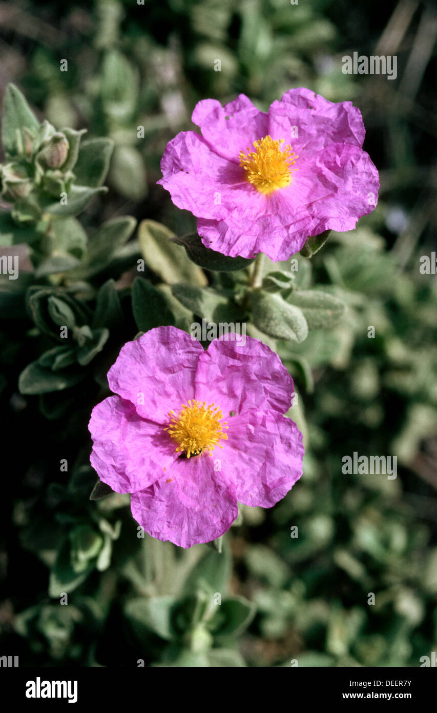 Rock Rose (Cistus albidus Stock Photo Alamy