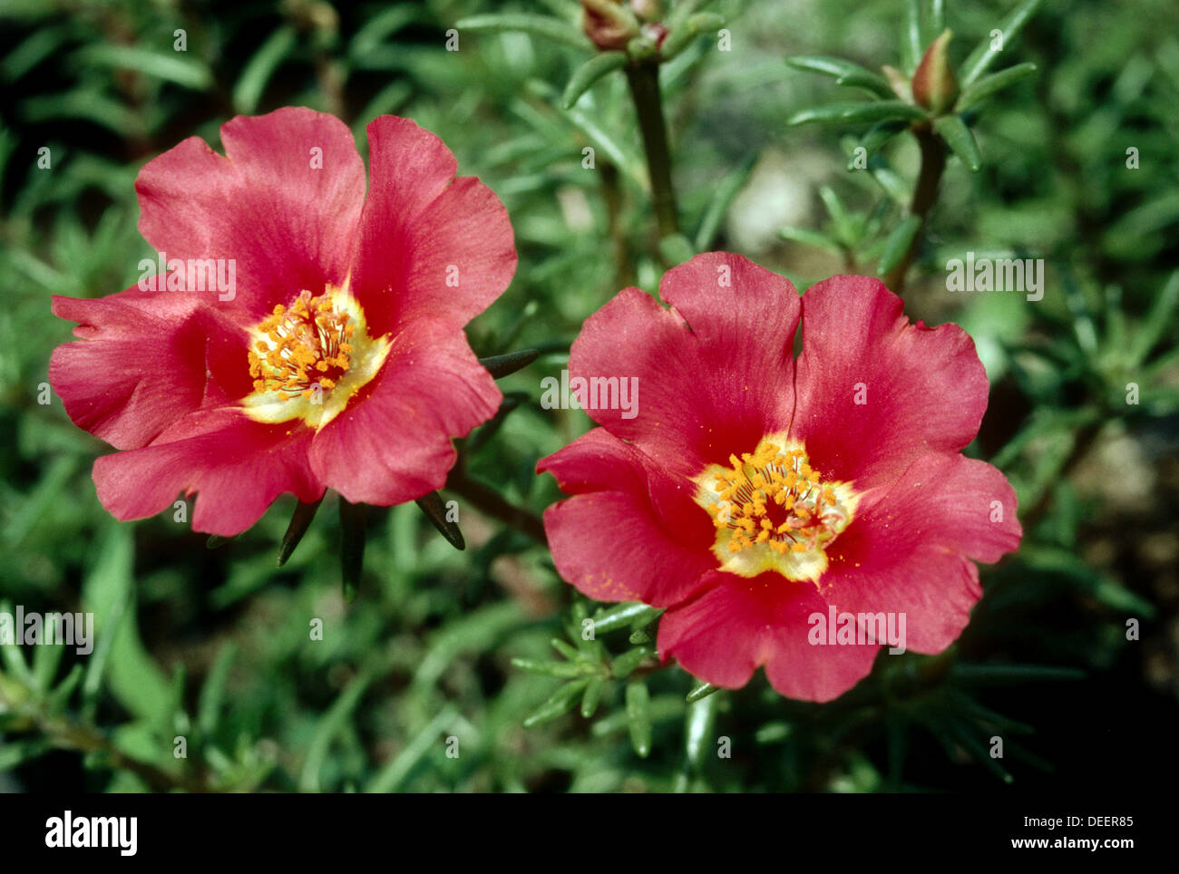 Flowers (Portulaca grandiflora Stock Photo Alamy