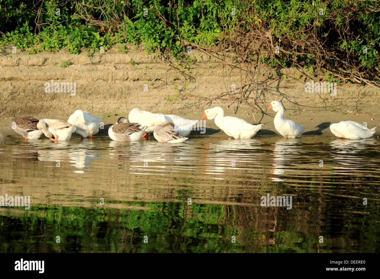 Gray and white geese on the banks of the river in the coastal water preen their feathers. Stock Photo