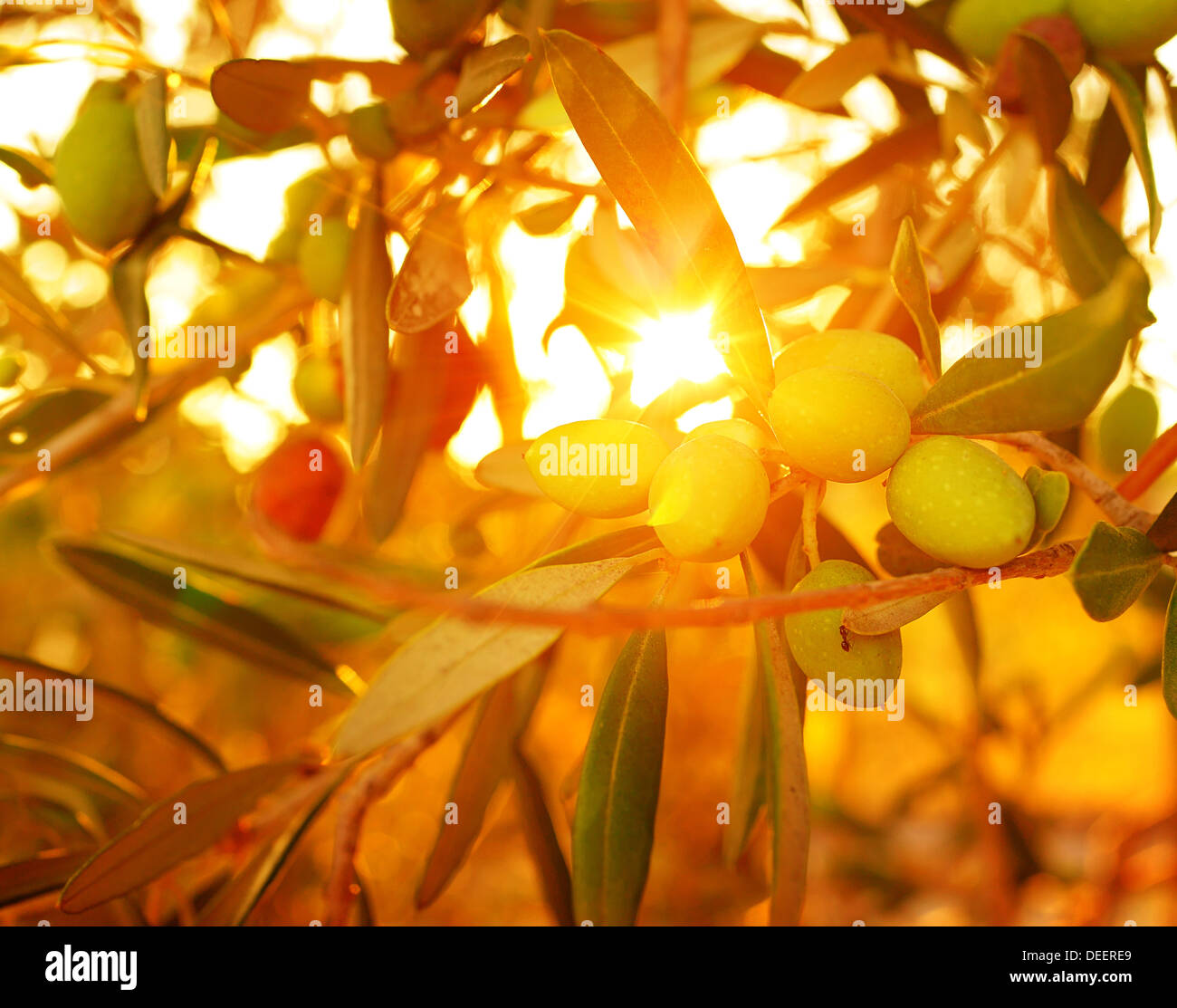 Olive tree background, fresh ripe olive fruits, natural backdrop, food
