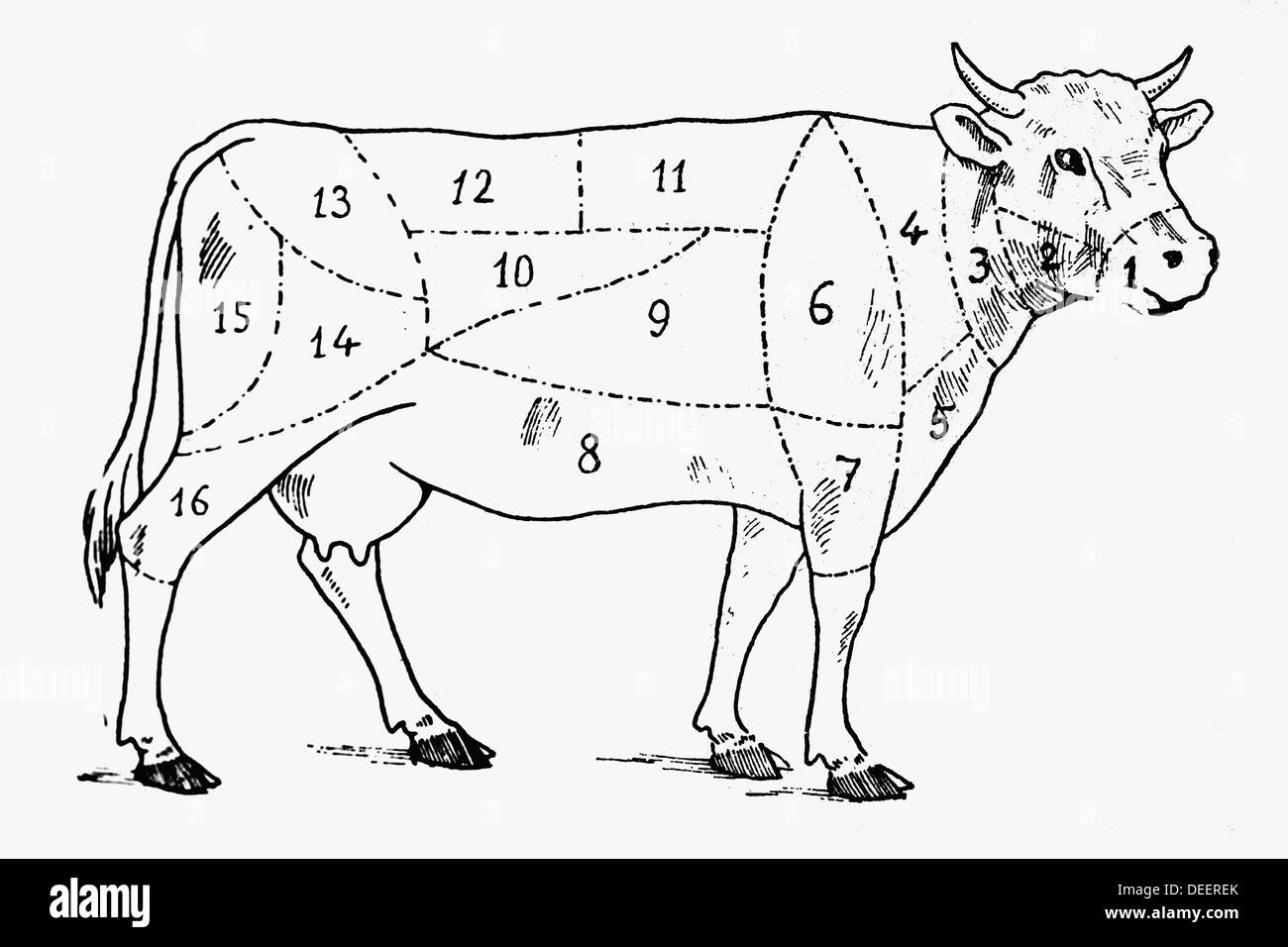 Cuts of beef. Antique drawing, ca. 1900. Stock Photo