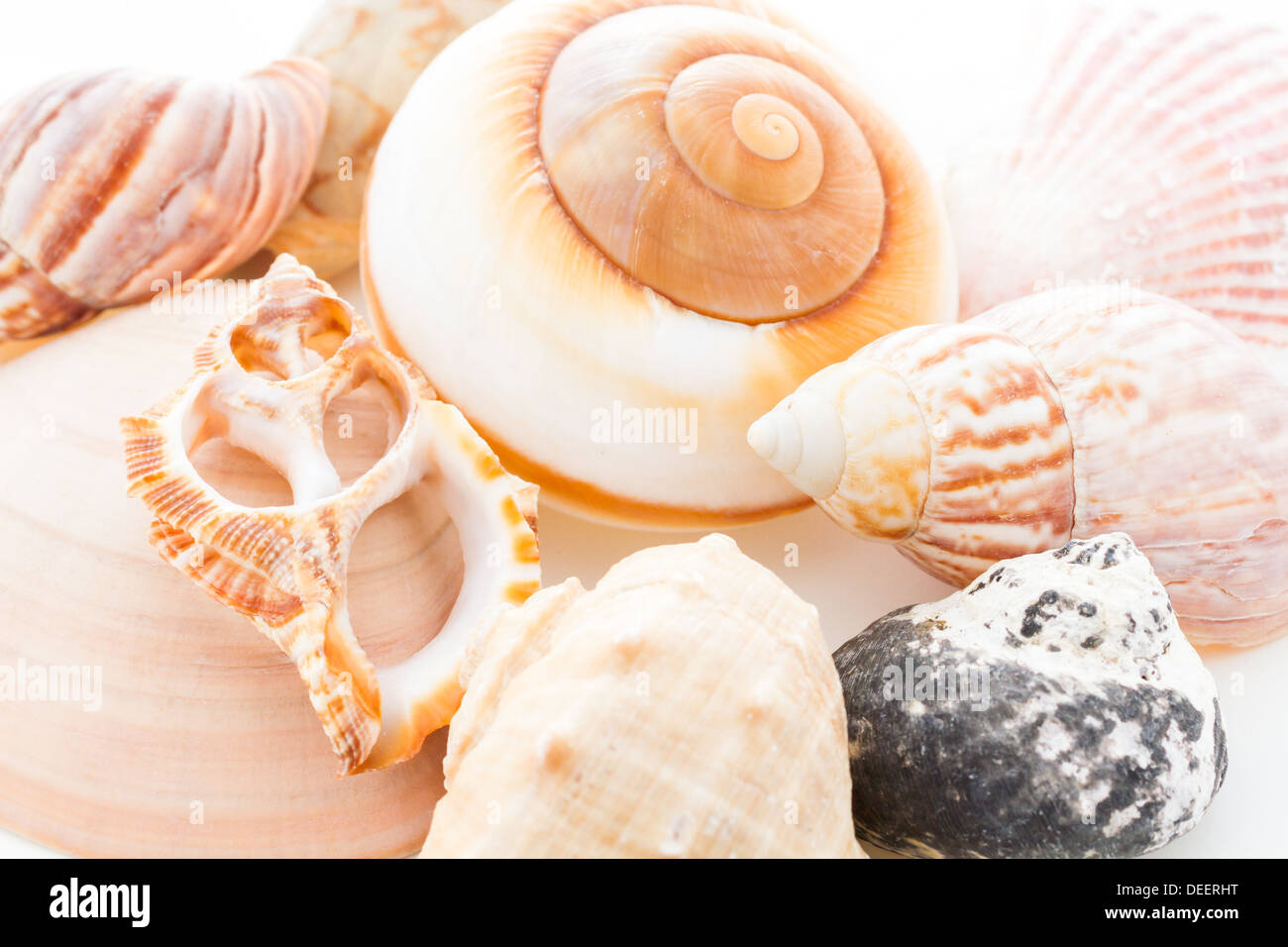 Variety of sea chells in different shapes Stock Photo - Alamy