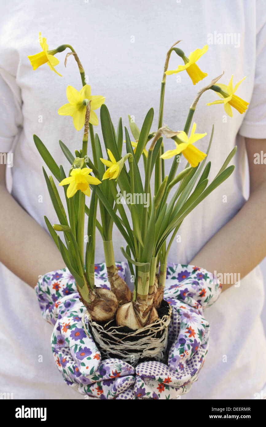 Transplanting daffodils Stock Photo Alamy