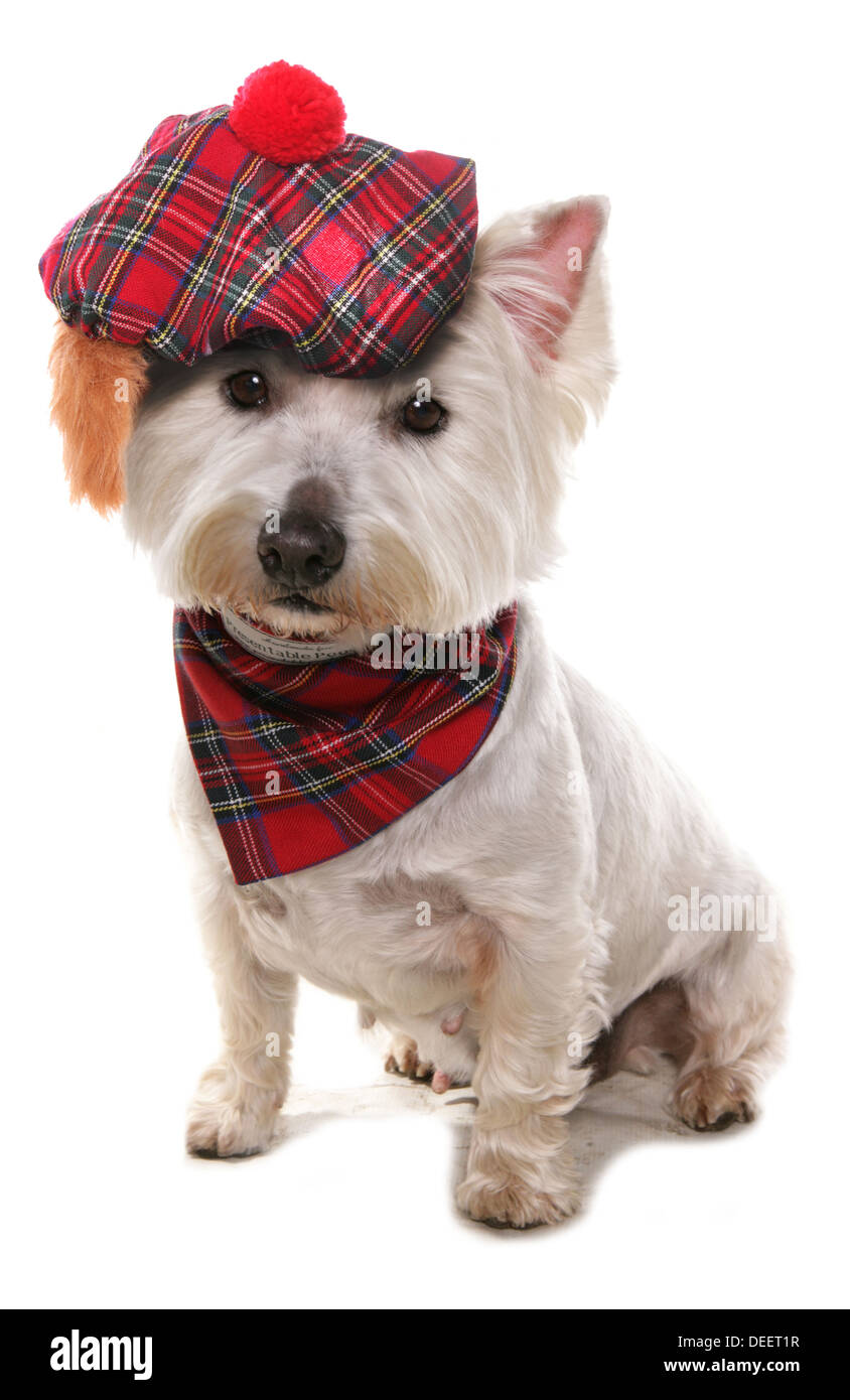 West highland terrier wearing a tartan hat Stock Photo