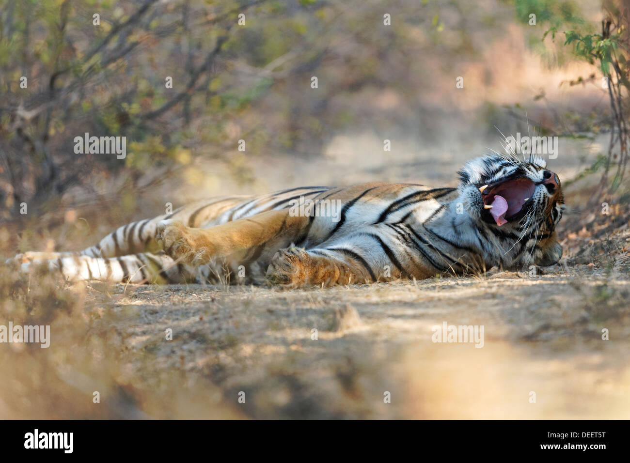 Bengal Tigress at Qualji area in the wild forest of Ranthambhore. ( Panthera Tigris ) Stock Photo