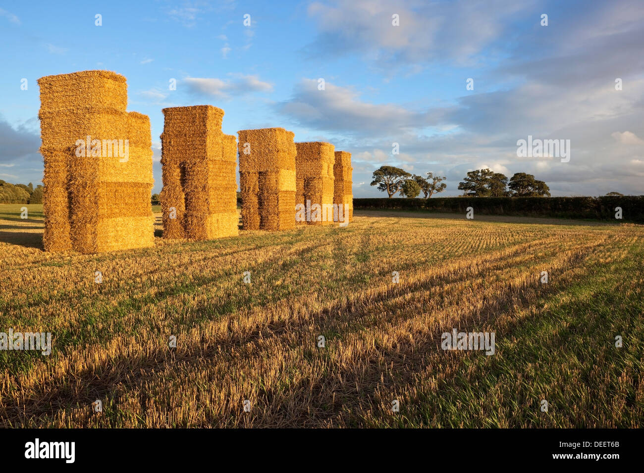 Golden straw bales in evening sunlight in a stubble field under a blue