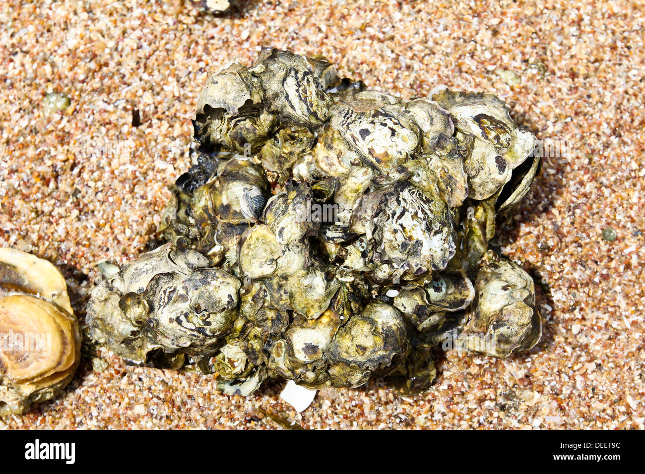 Rock solid shell on the beach. Stock Photo