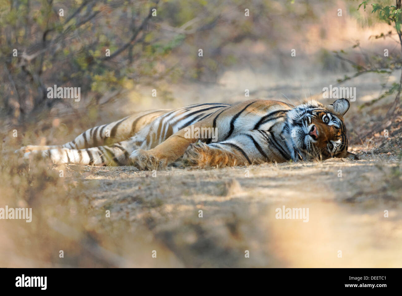 Bengal Tigress at Qualji area in the wild forest of Ranthambhore. ( Panthera Tigris ) Stock Photo