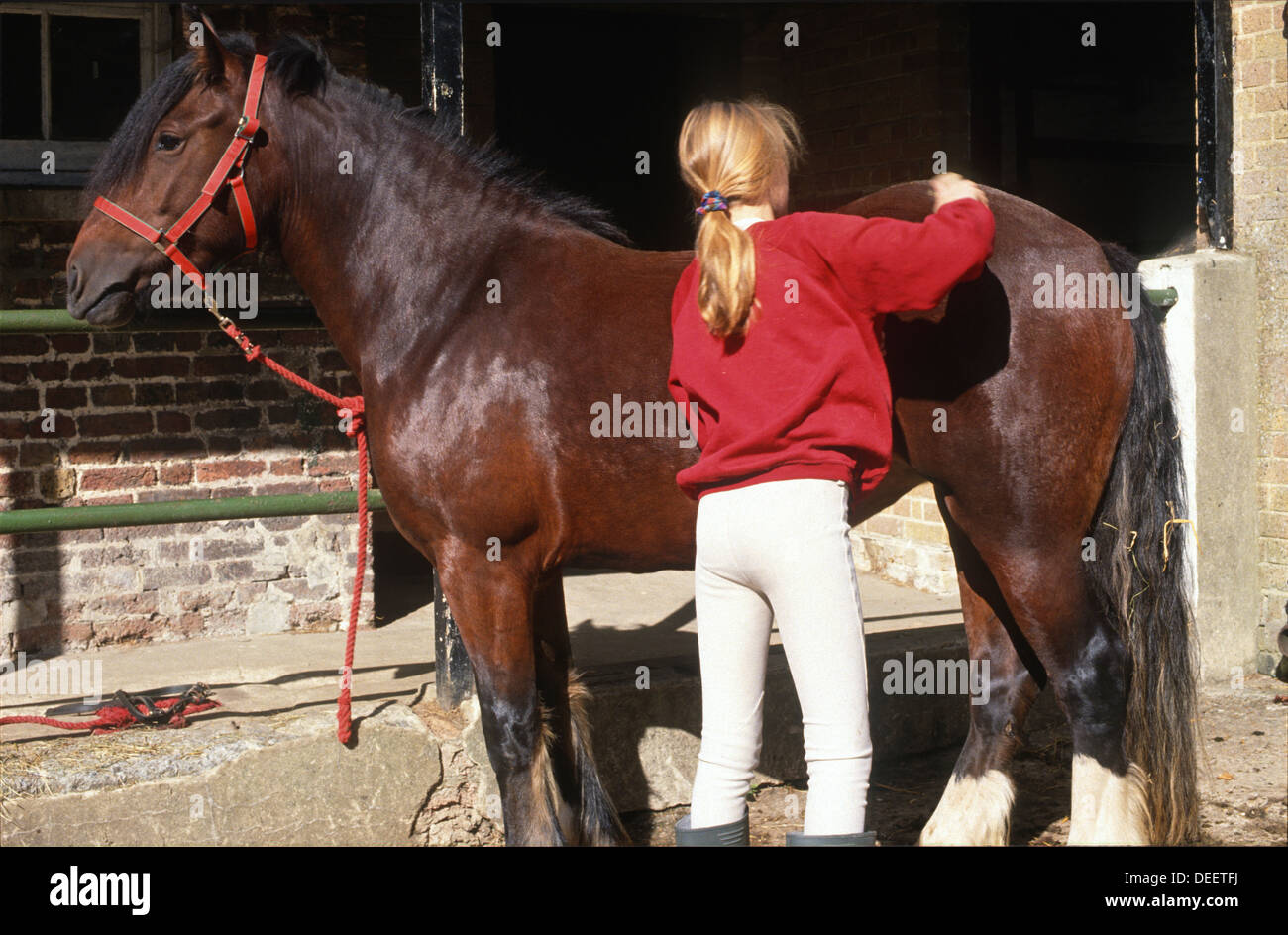 Young girl taking care of and grooming her horse in stables Stock Photo ...