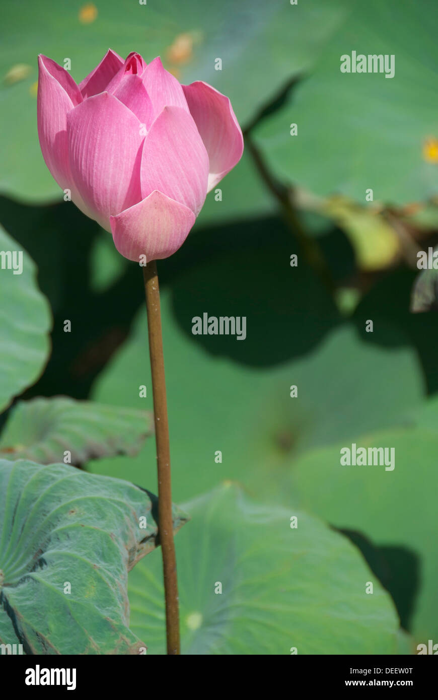 A Lotus flower in Bali, Indonesia Stock Photo Alamy