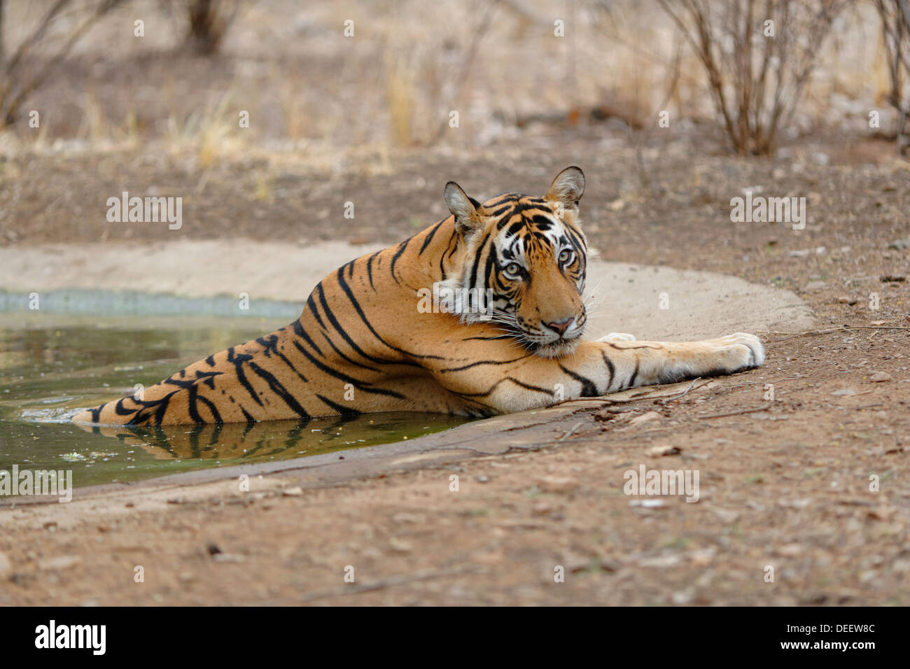 Adult male Tiger cooling off in water hole at Ranthambhore forest, India. ( Panthera Tigris ) Stock Photo
