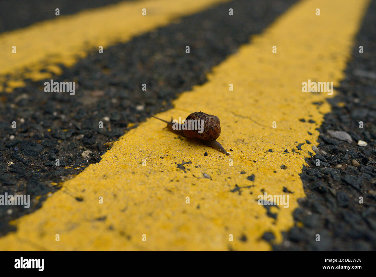snail crosses street Stock Photo
