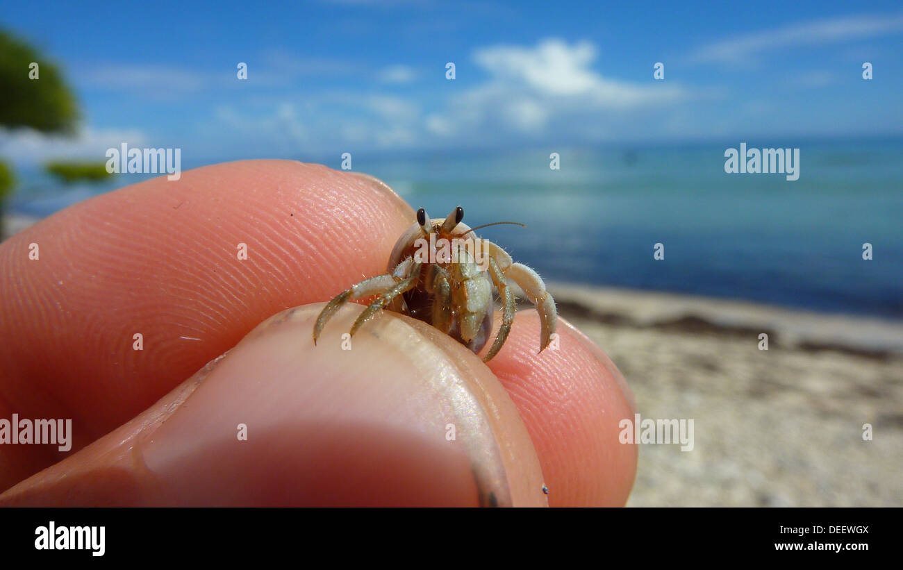 A hermit crab peeks out of his shell with a tropical beach behind Stock Photo