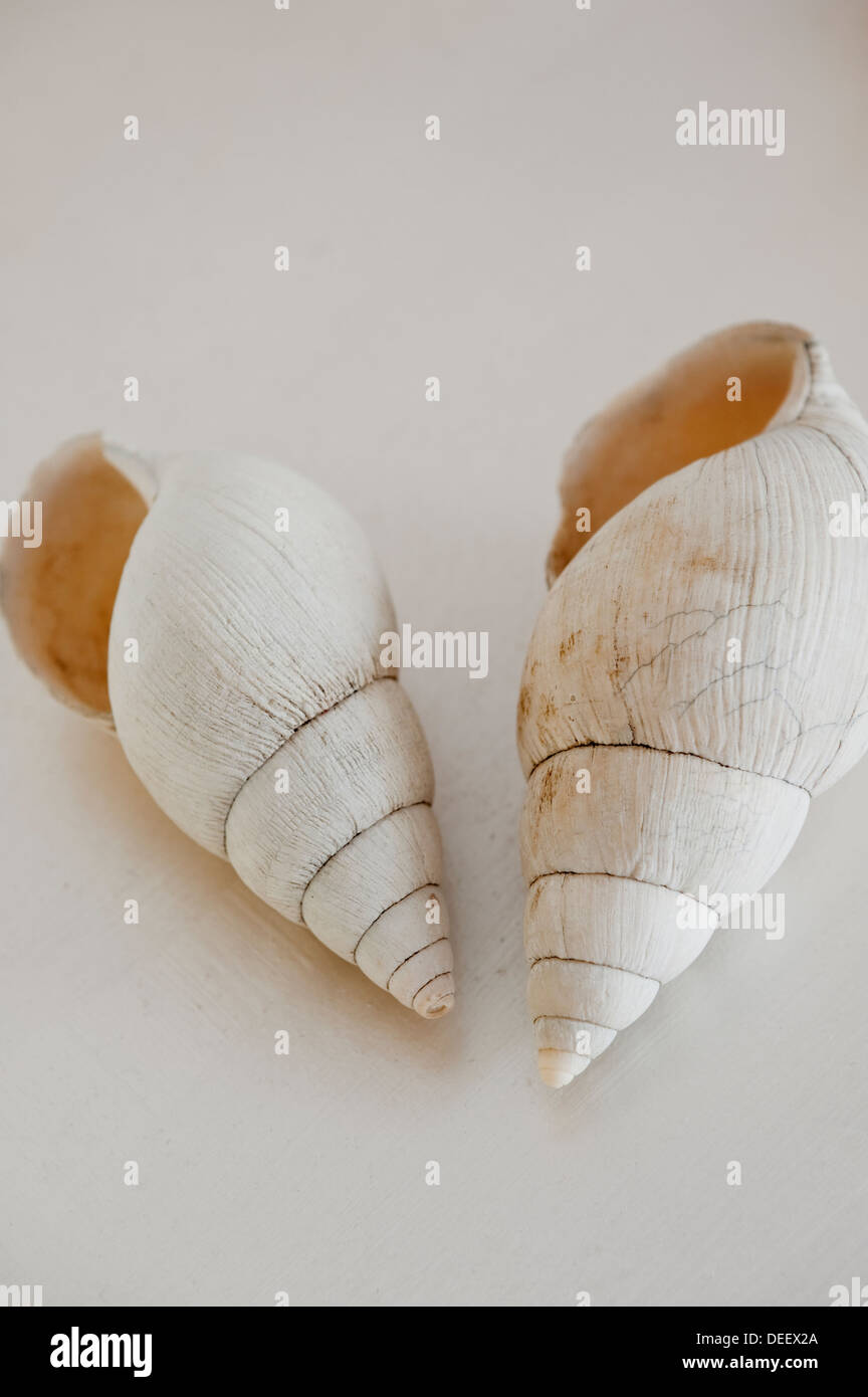 Seashell detail Stock Photo