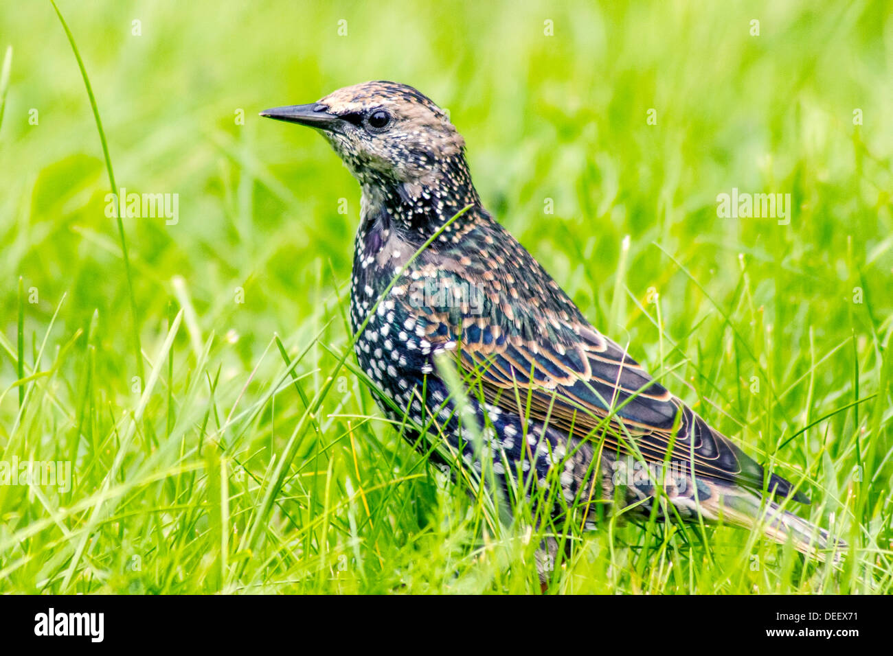 The Common Starling (Sturnus vulgaris), Stock Photo