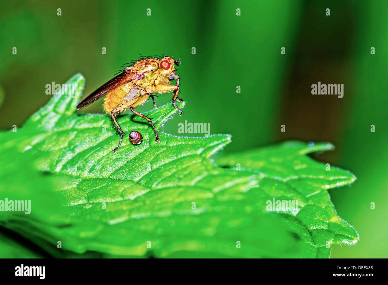 Forest Fly Insect Spooky forest red eyes hi-res stock photography and images - Alamy