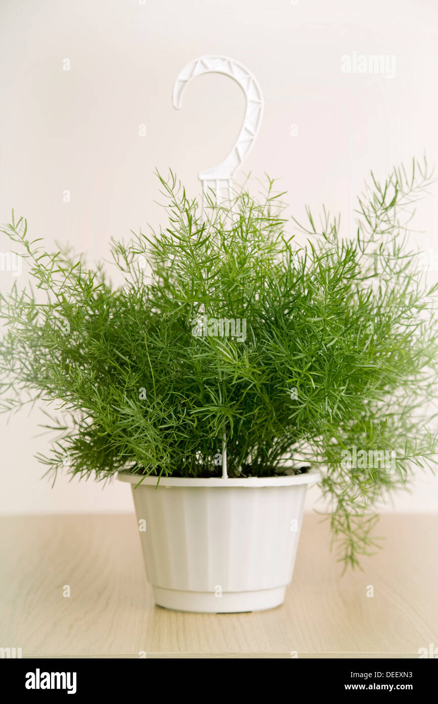 Asparagus fern hires stock photography and images Alamy