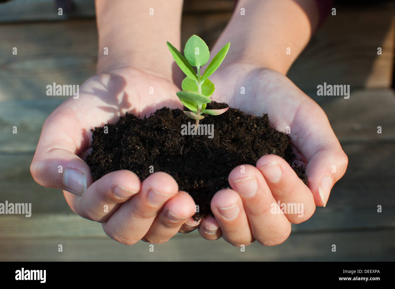 Girl holding a plant in her palms. Stock Photo