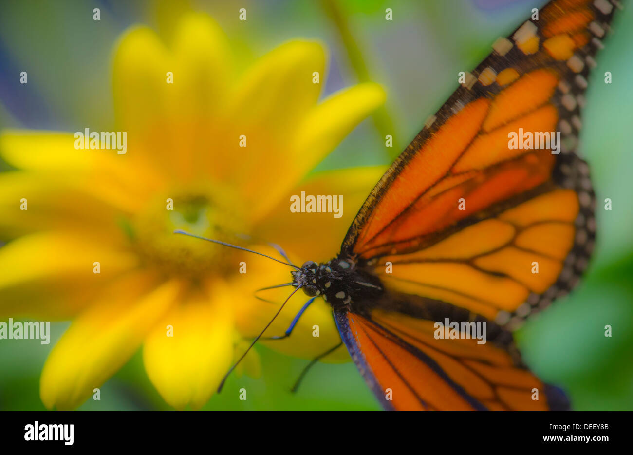Monarch Butterfly Resting On Yellow Flower Stock Photo
