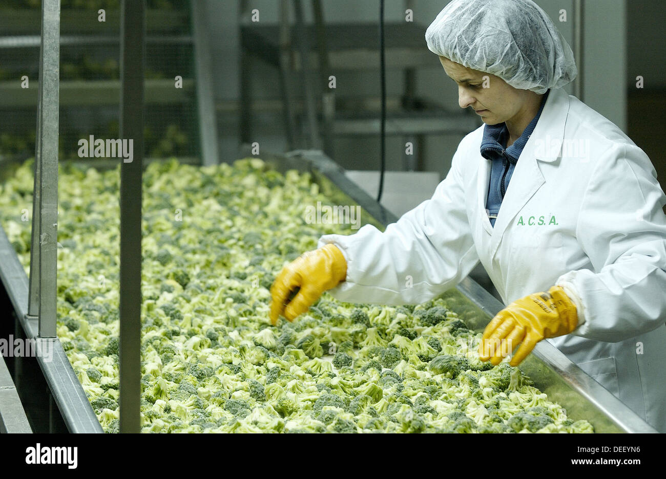 Frozen food industry, broccoli quality control. Navarre. Spain Stock