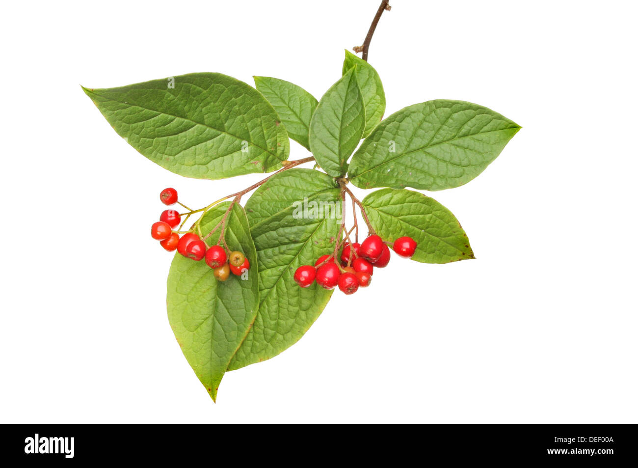 Cotoneaster foliage and ripe berries isolated against white Stock Photo